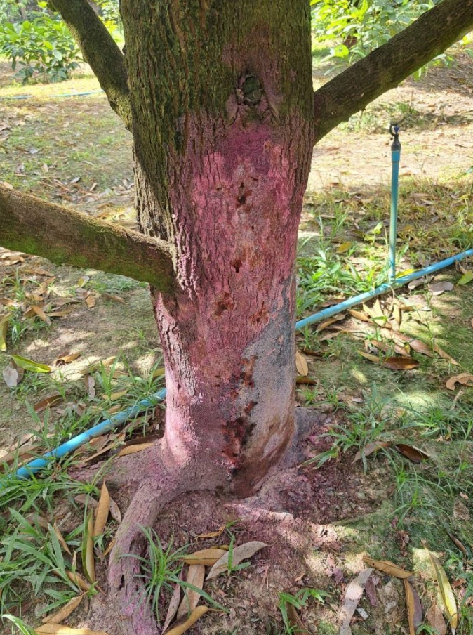 อาการเชื้อราที่โคนทุเรียน